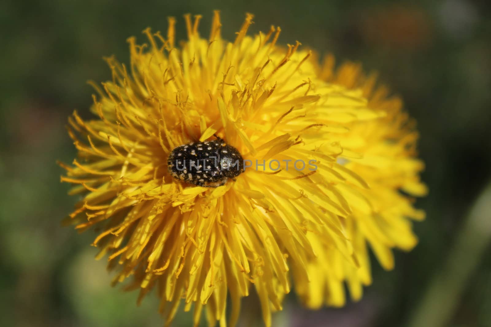 The picture shows a rose chafer on a dandelion blossom