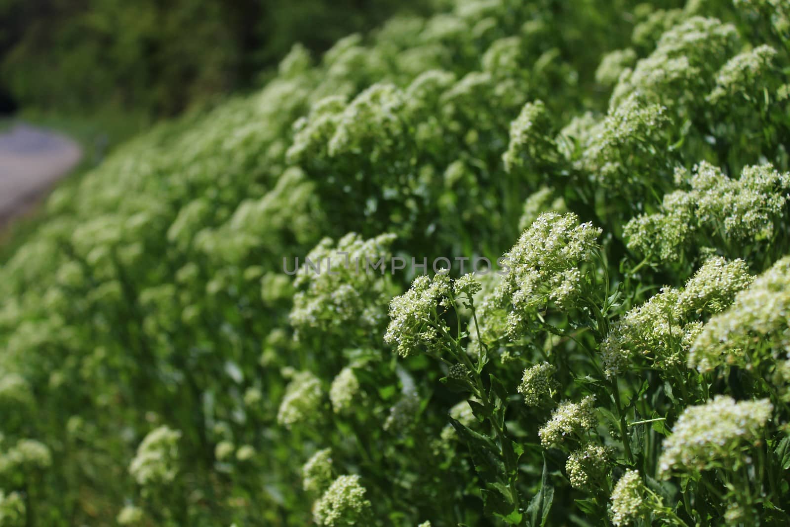 The picture shows a field of white flowers in the nature