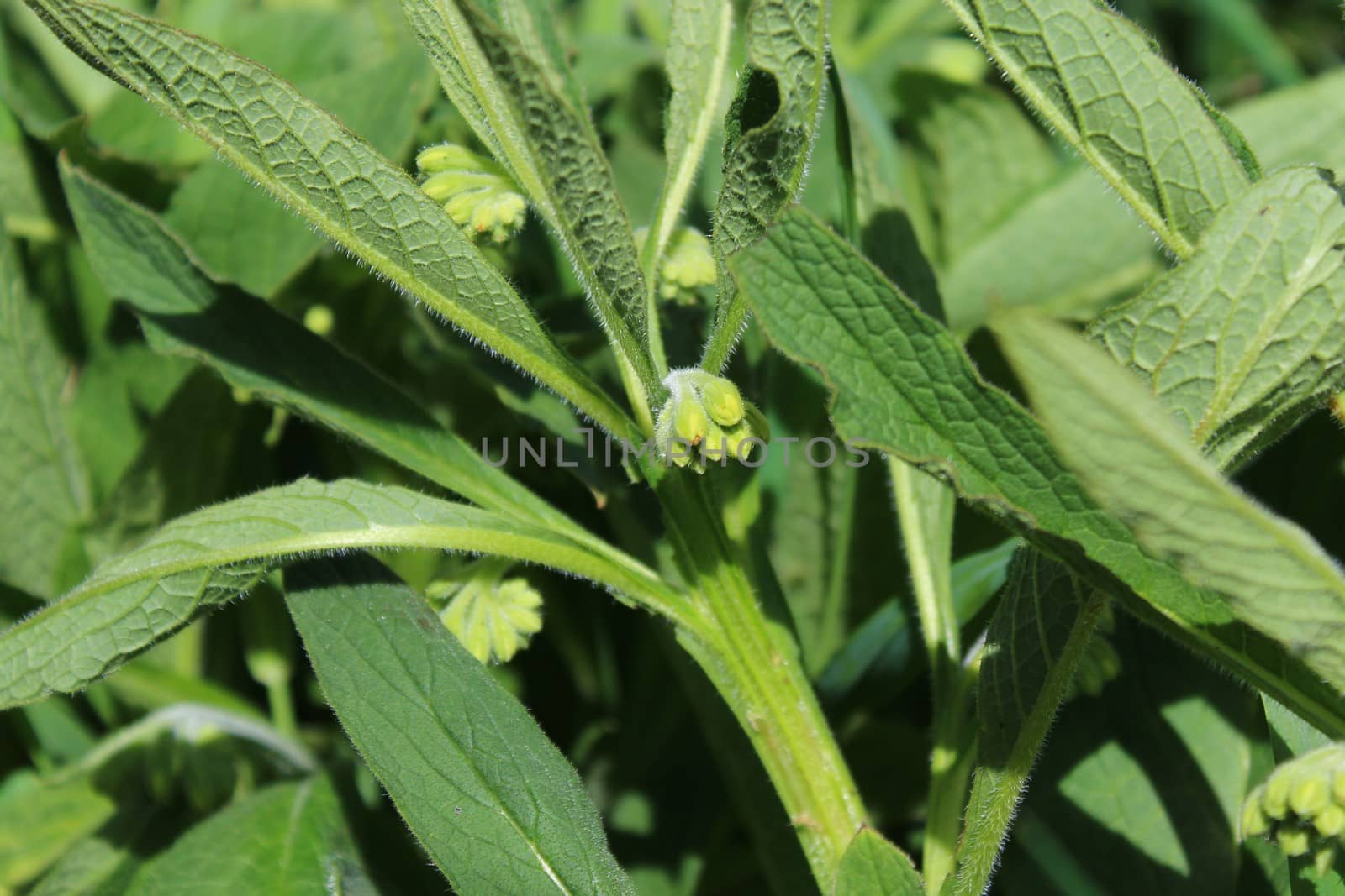 The picture shows a field of comfrey with blossoms