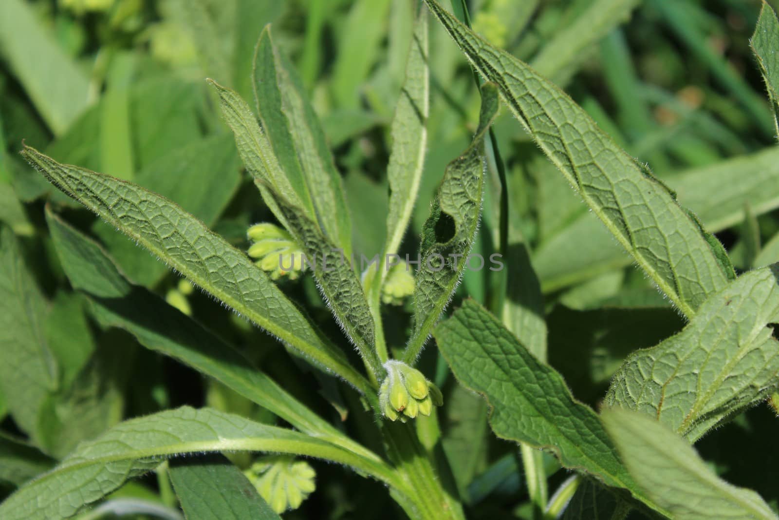 The picture shows field of comfrey with blossoms