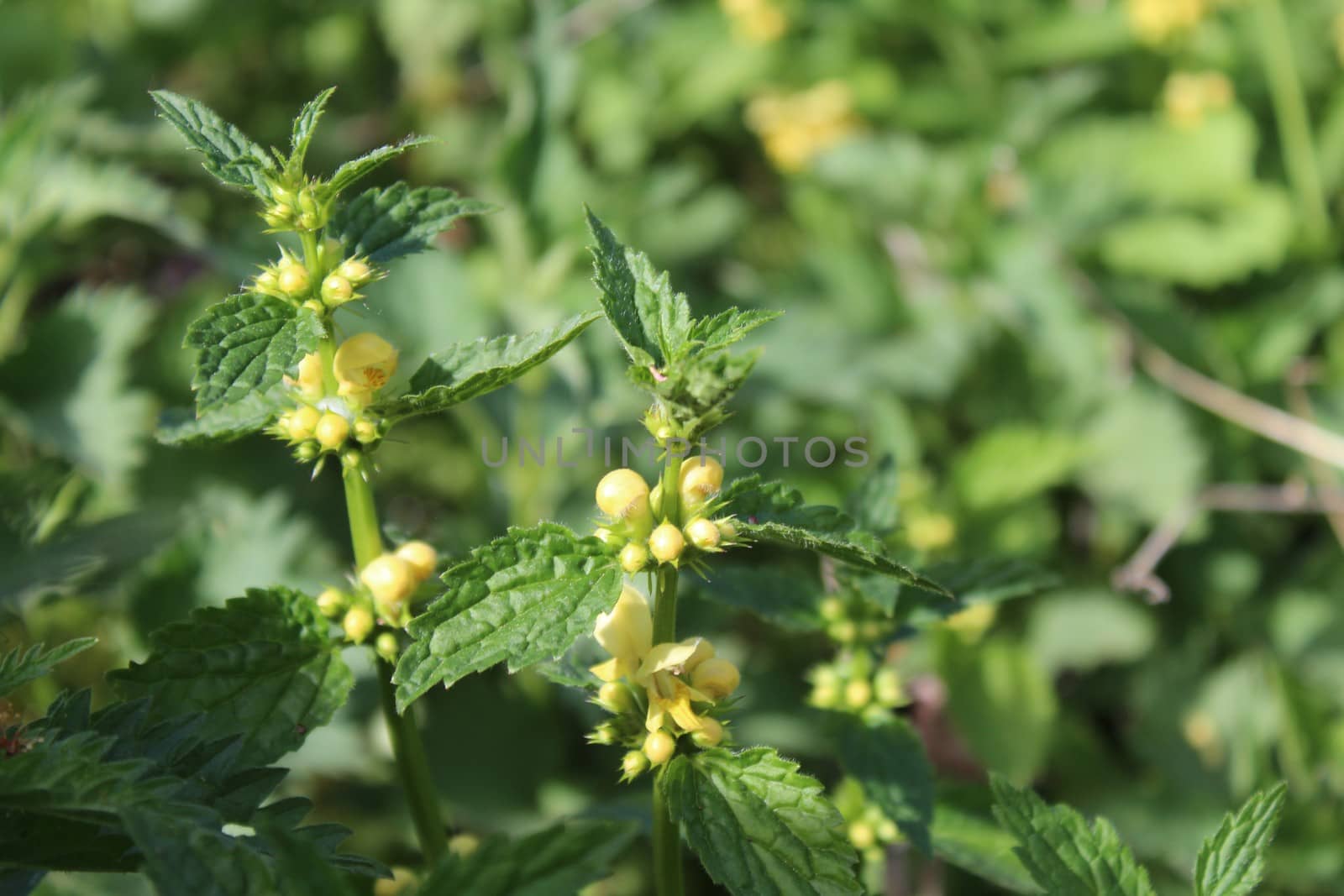 The picture shows a field of yellow deadnettles in the nature