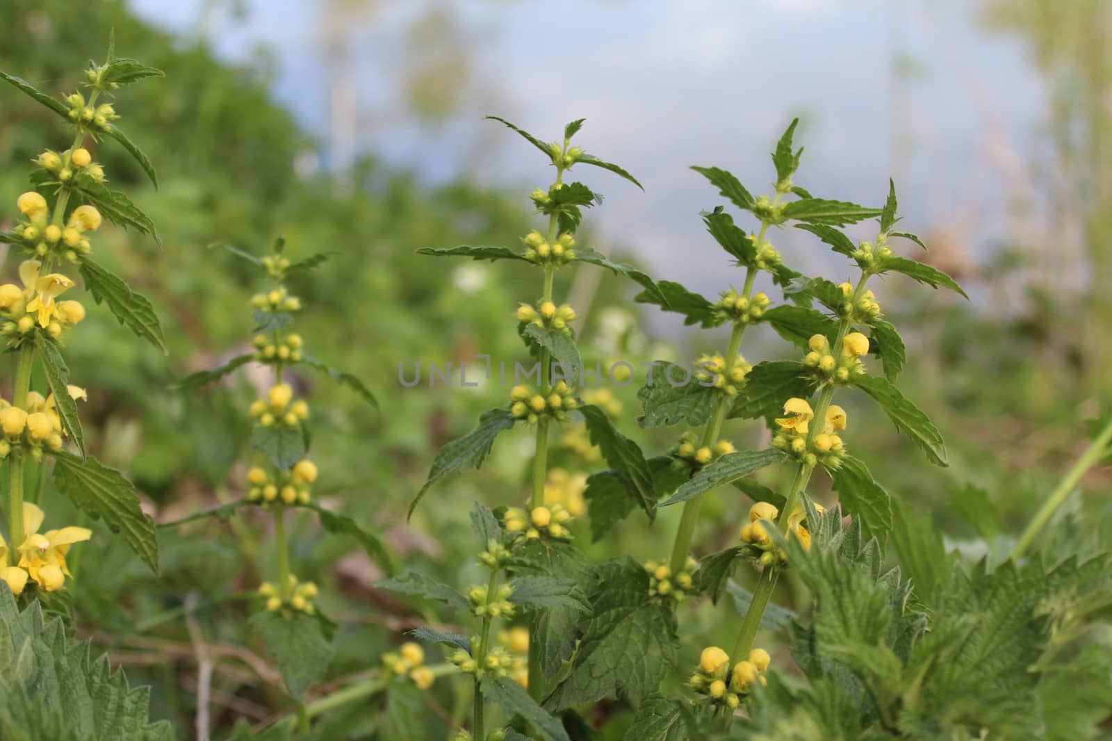 field of yellow deadnettles in the nature by martina_unbehauen