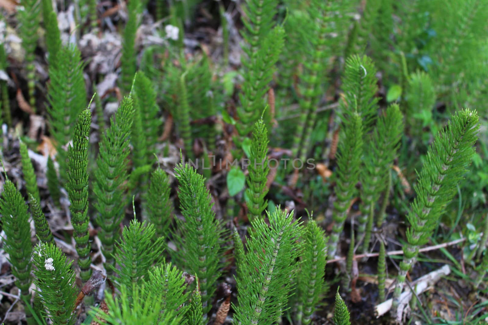 The picture shows a field of horsetails in the forest