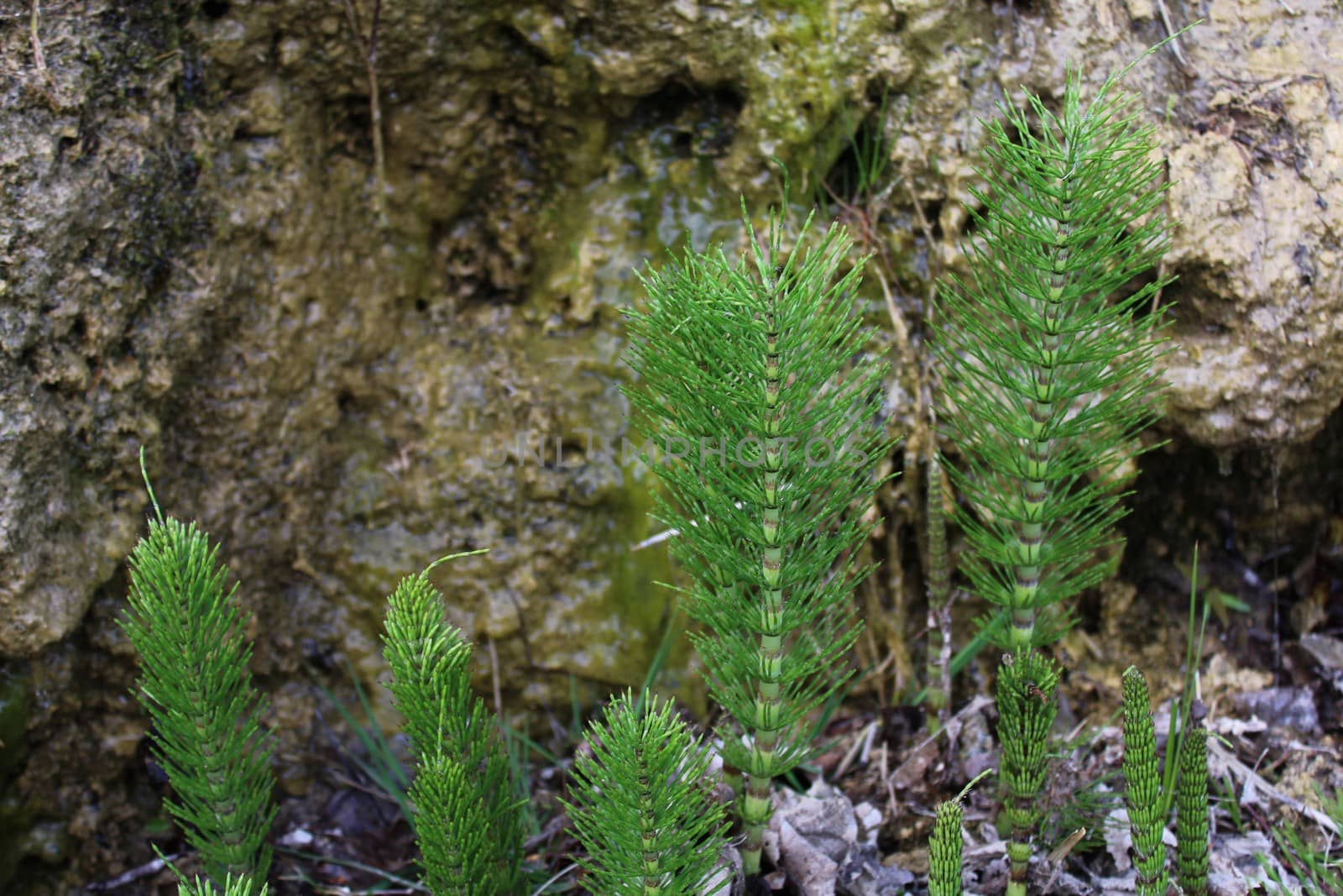 The picture shows field of horsetails in the forest