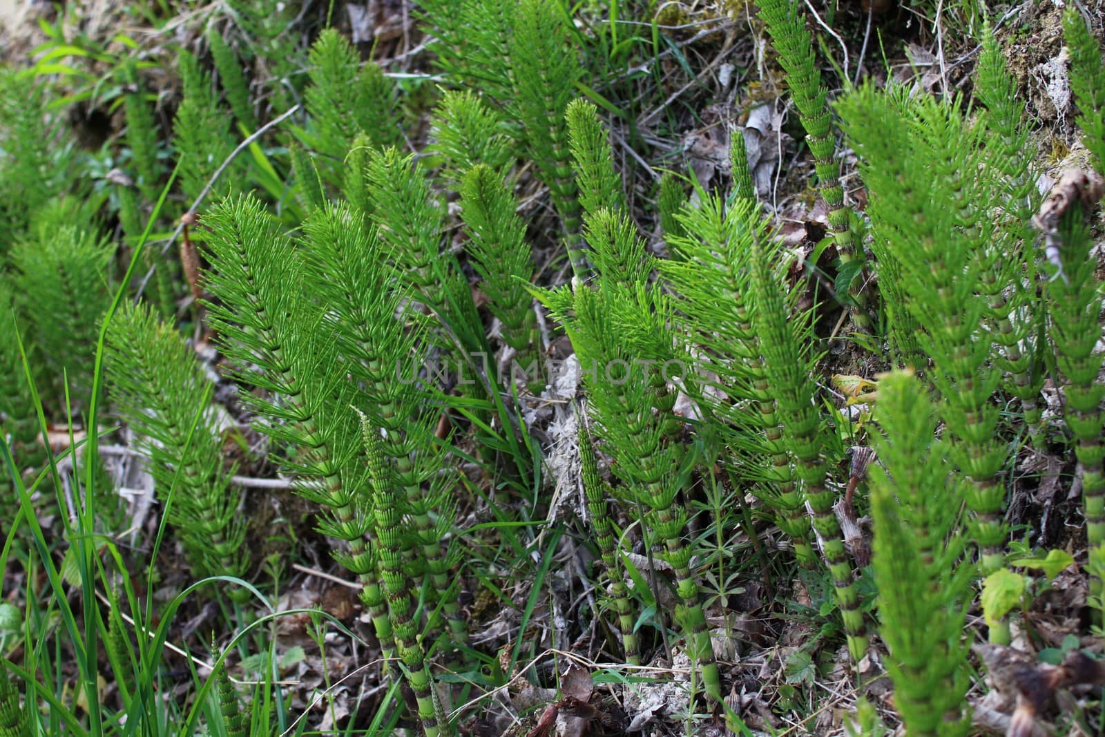 The picture shows a field of horsetails in the forest