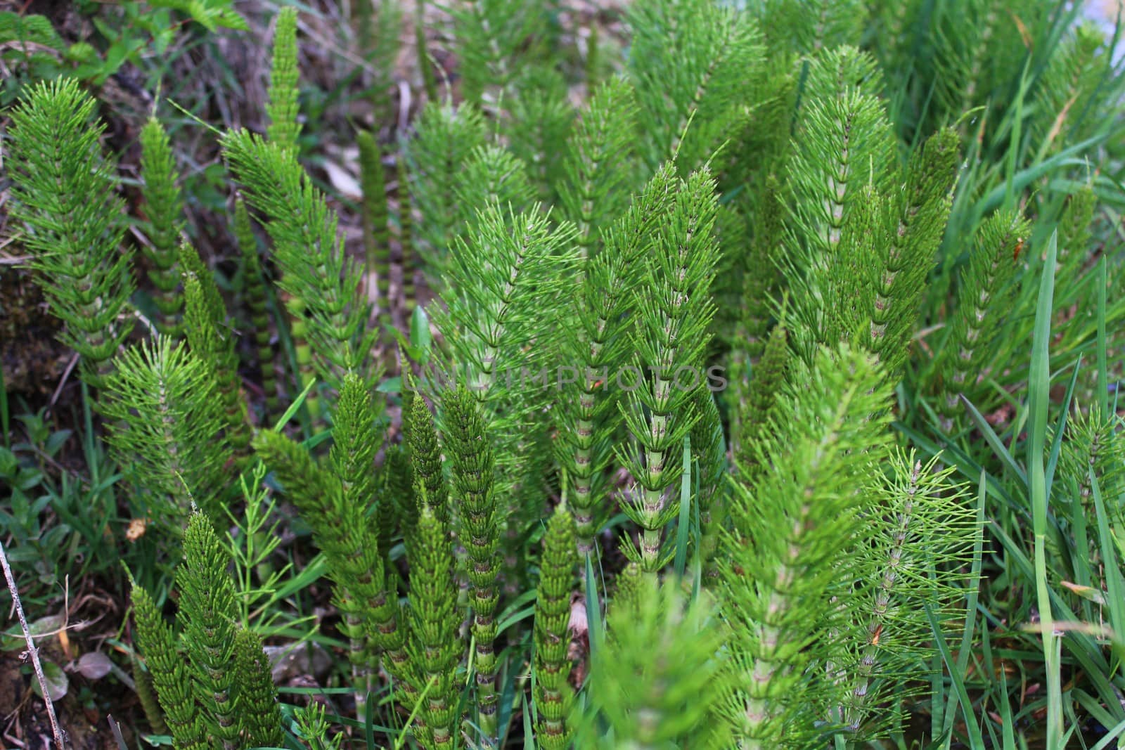 The picture shows a field of horsetails in the forest