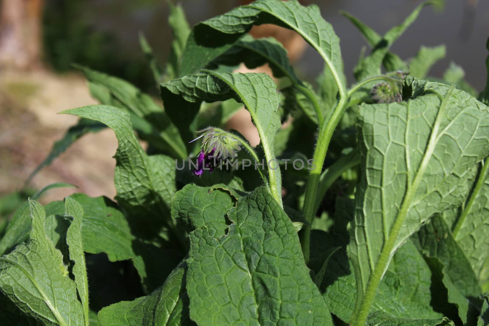 field of comfrey with blossoms by martina_unbehauen