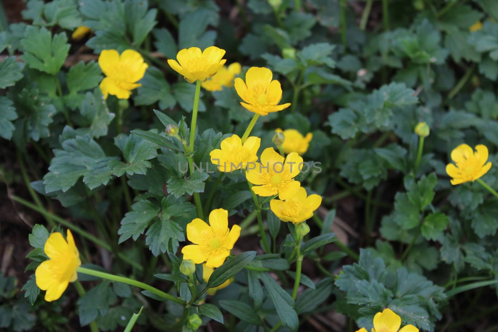 The picture shows field of yellow flowers in the forest