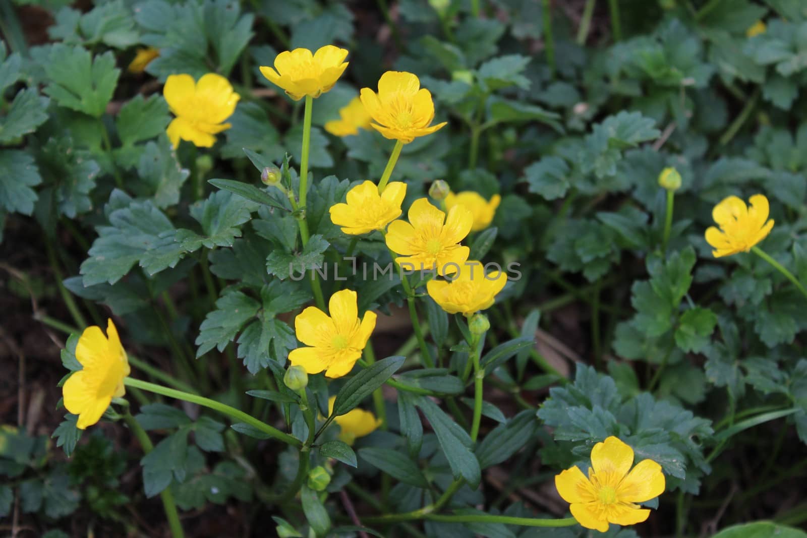 The picture shows a field of yellow flowers in the forest