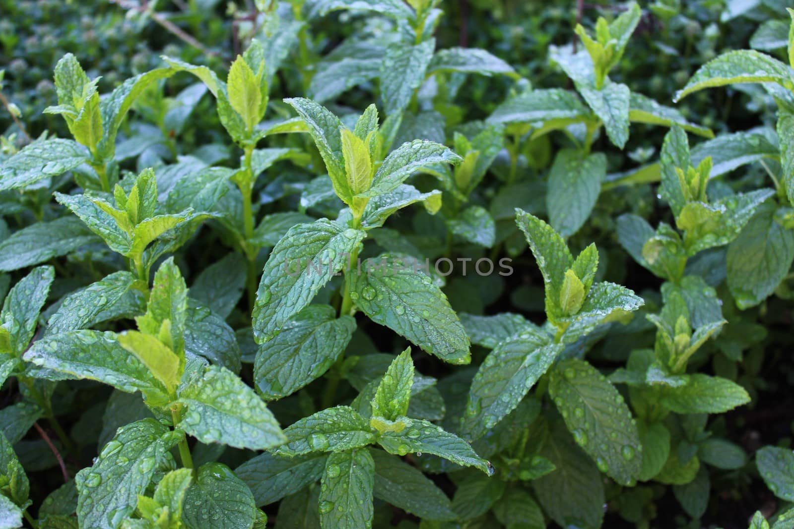 field of peppermint after the rain by martina_unbehauen