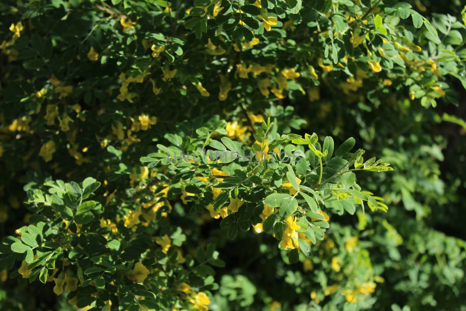 bladder senna in the garden by martina_unbehauen