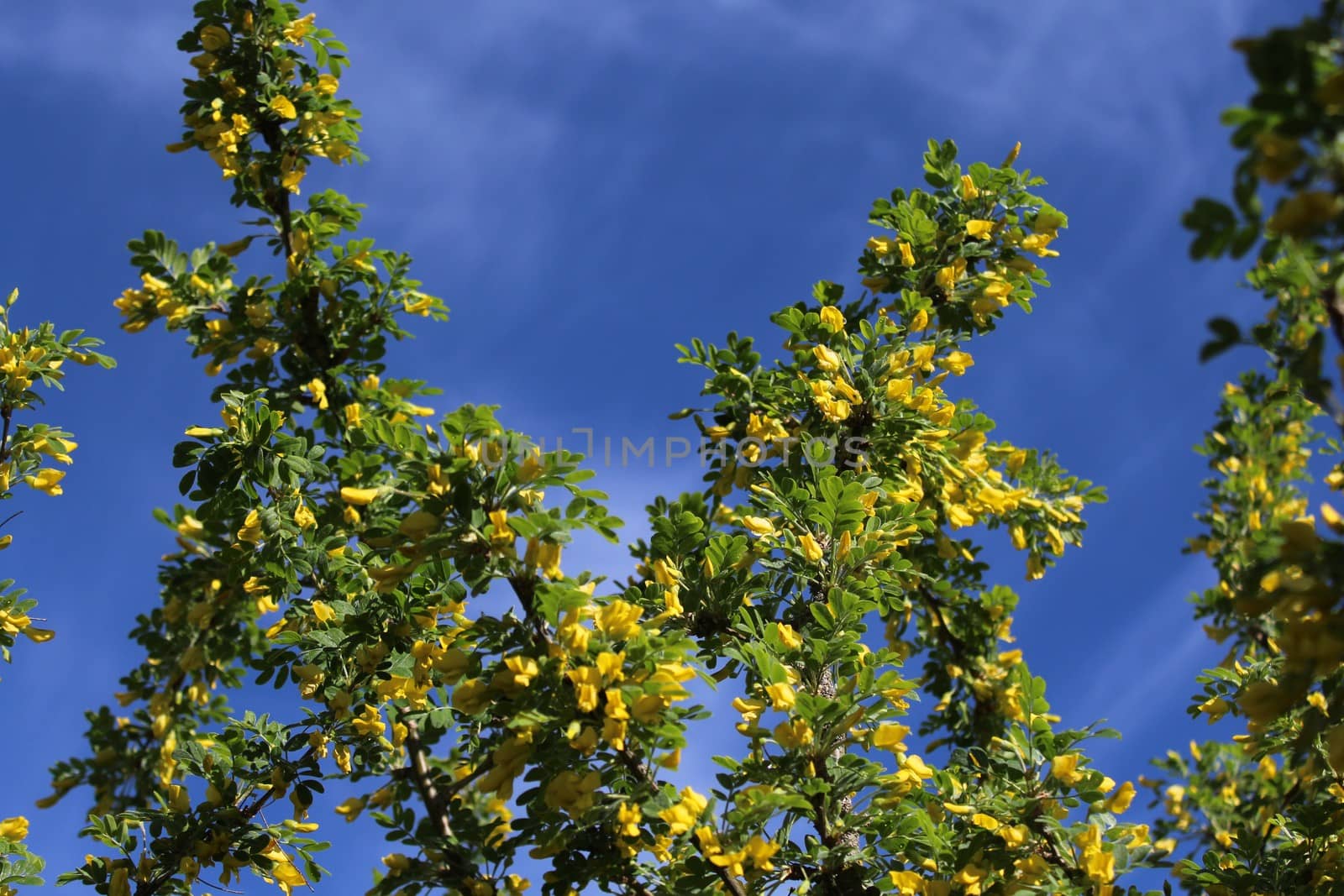 The picture shows bladder senna in the garden