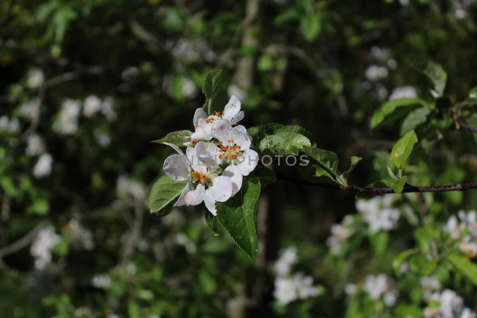 wonderful apple tree blossoms after the rain by martina_unbehauen