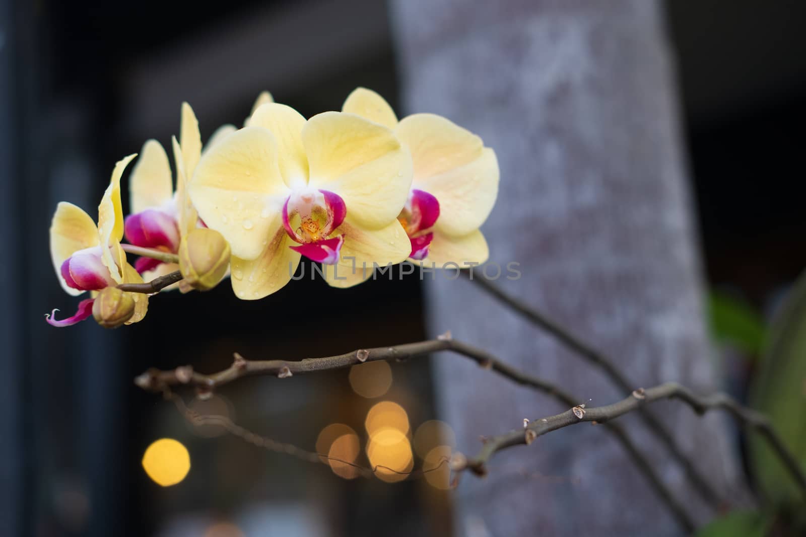 Yellow Phalaenopsis orchid. Beautiful orchid flowers closeup natural backgound. Selective focus closeup. 