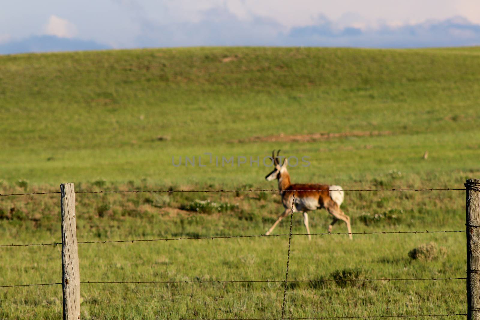 A brown and white antelope standing on top of a lush green field by gena_wells