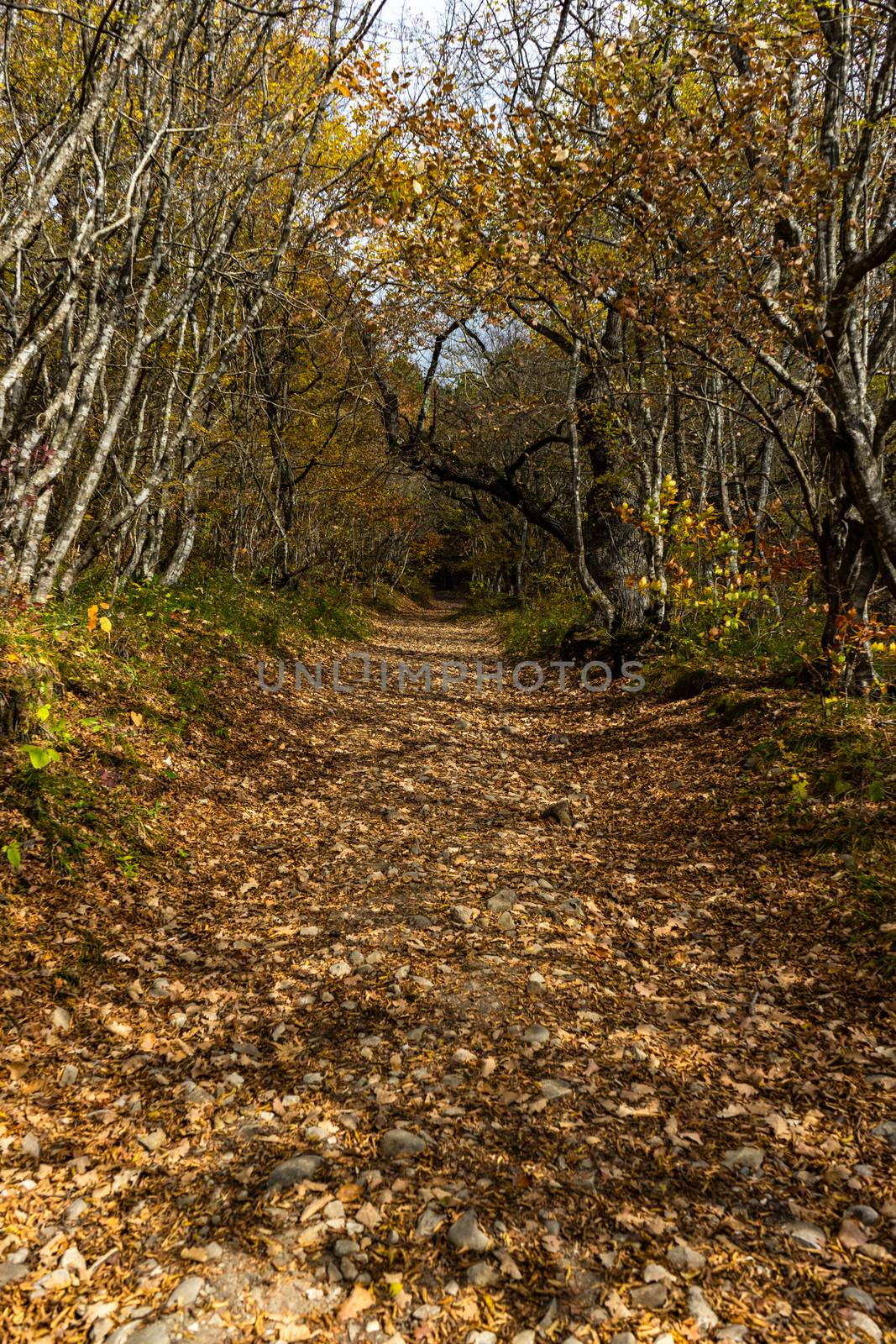 Forest pathway in autumnal Caucasus mountan in Tianeti area in Georgia