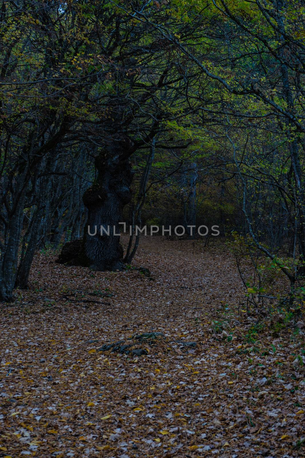 Forest pathway in autumnal Caucasus mountan in Tianeti area in Georgia