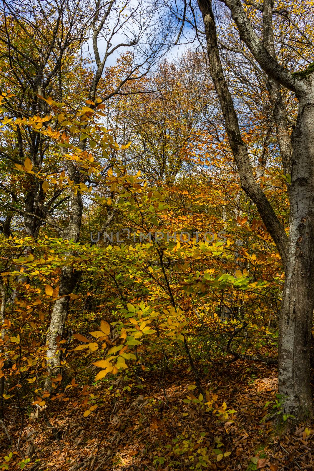 Autumnal travel landscape by Elet