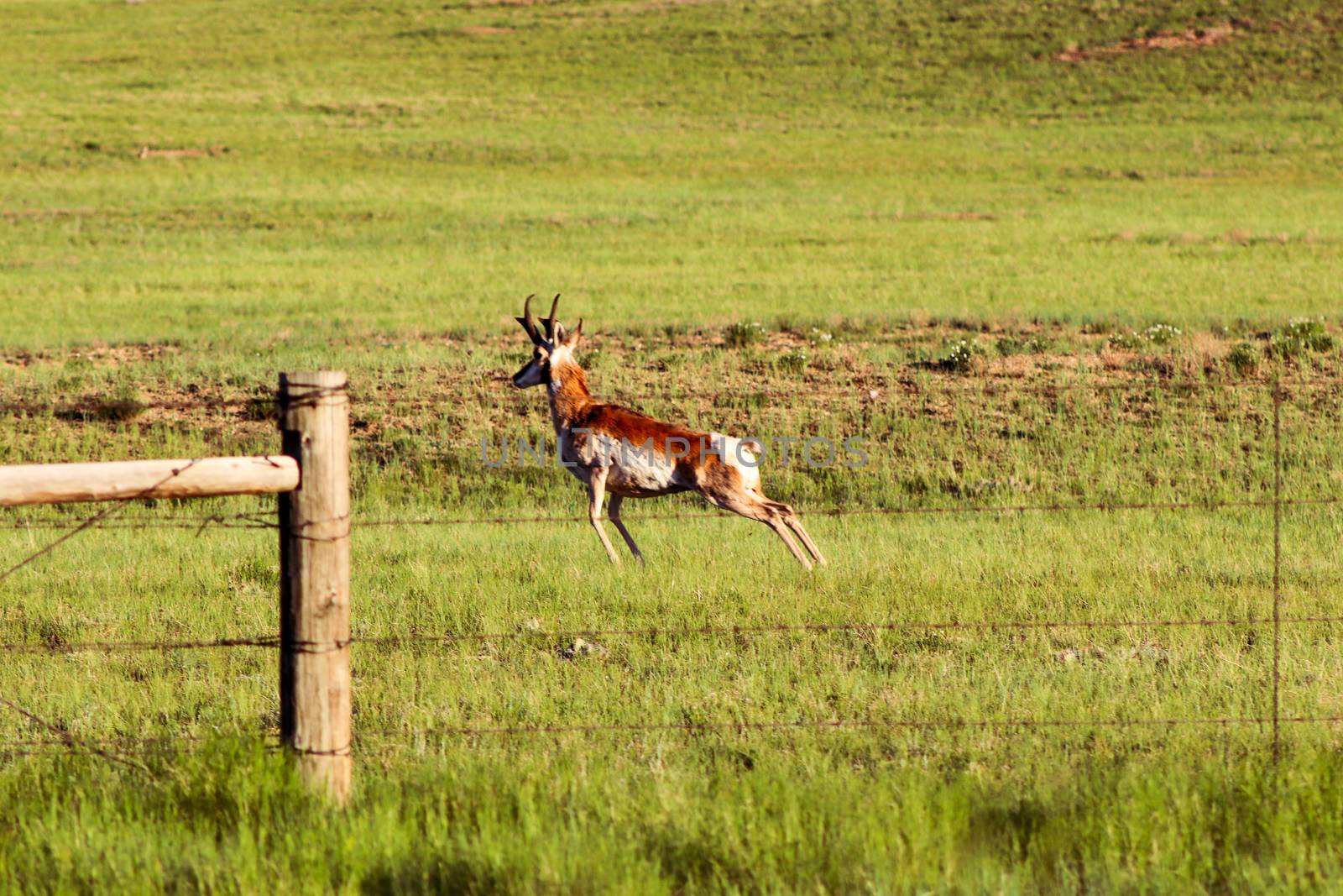 A brown and white antelope jumping on top of a lush green field by gena_wells