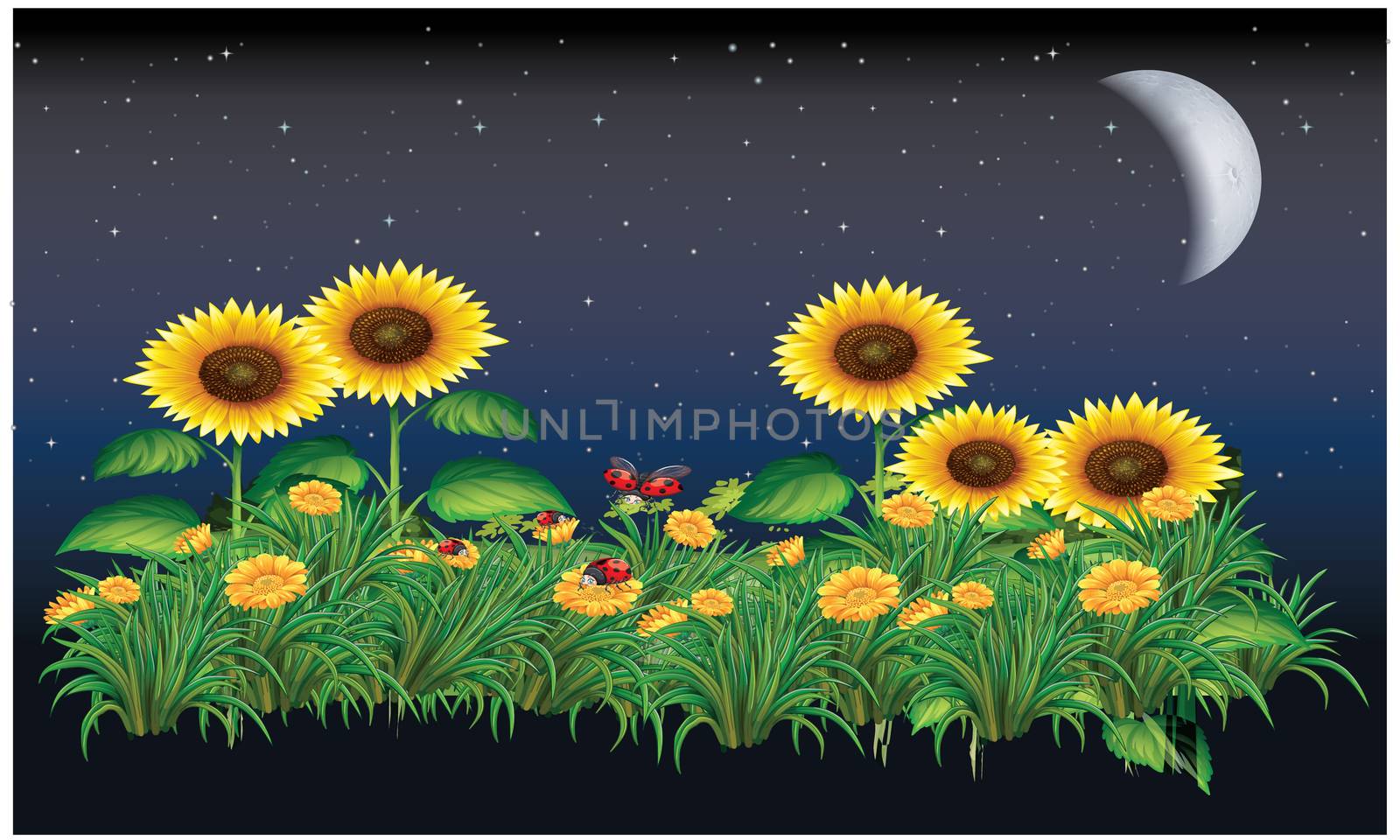 sunflower in night, moon light in a garden