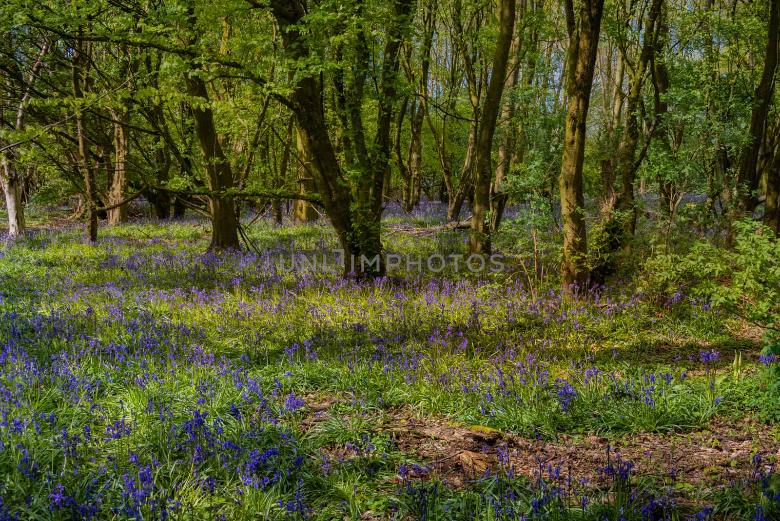 A spread of bluebells cover a small forest floor in early spring.