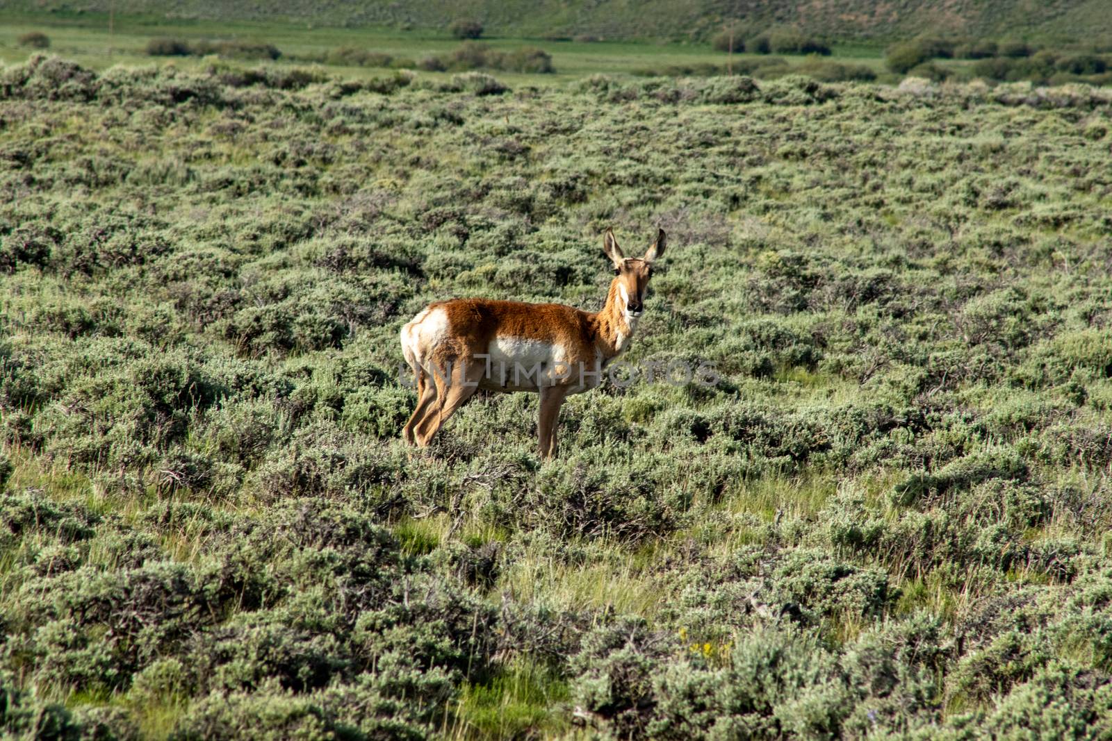 A brown and white antelope standing on top of a lush green field by gena_wells