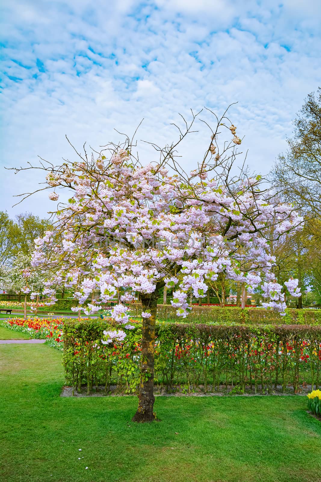 Spring in the park. Lisse, the Netherlands.