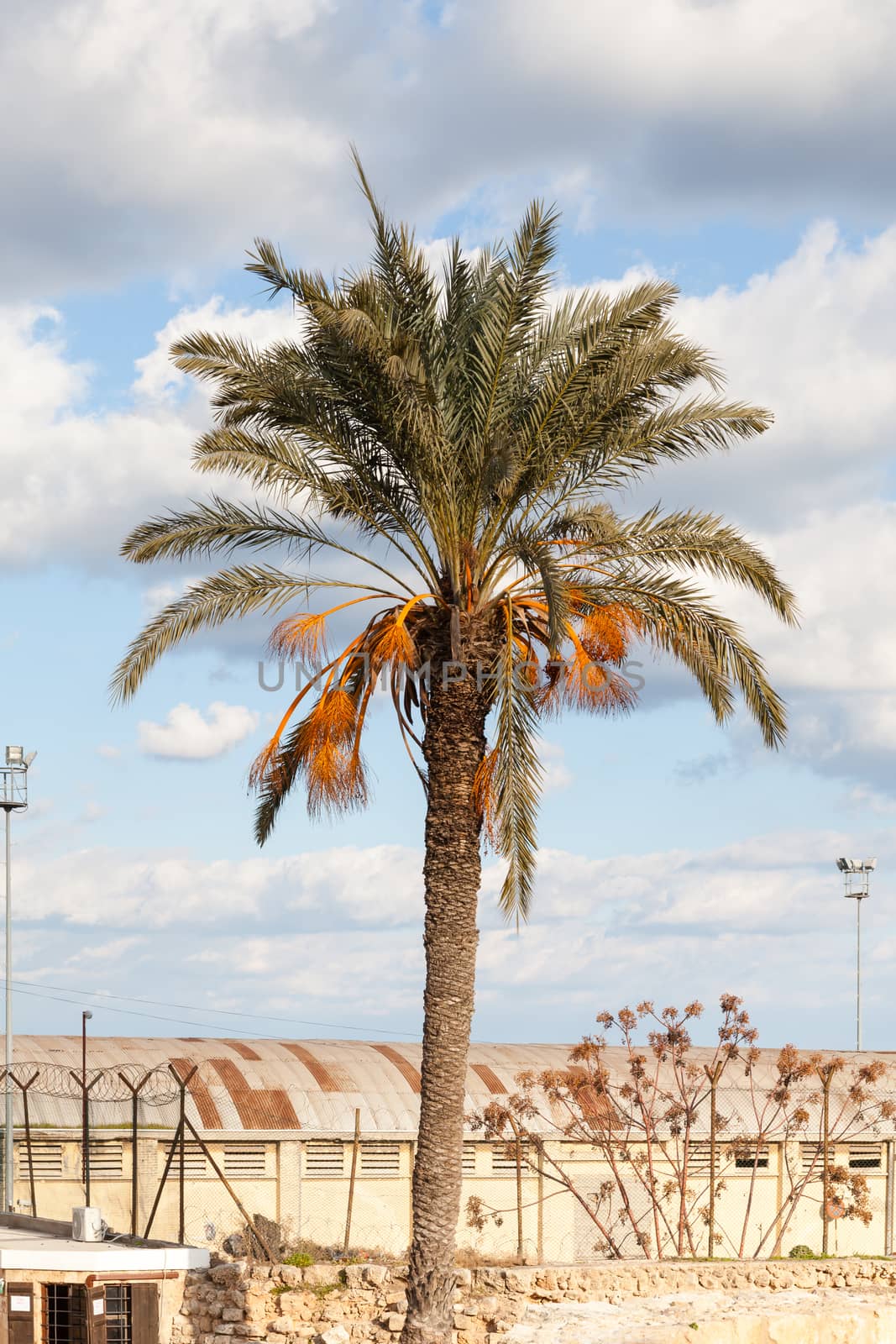 A palm tree pictured on the Mediterranean island of the Turkish Republic of Northern Cyprus.