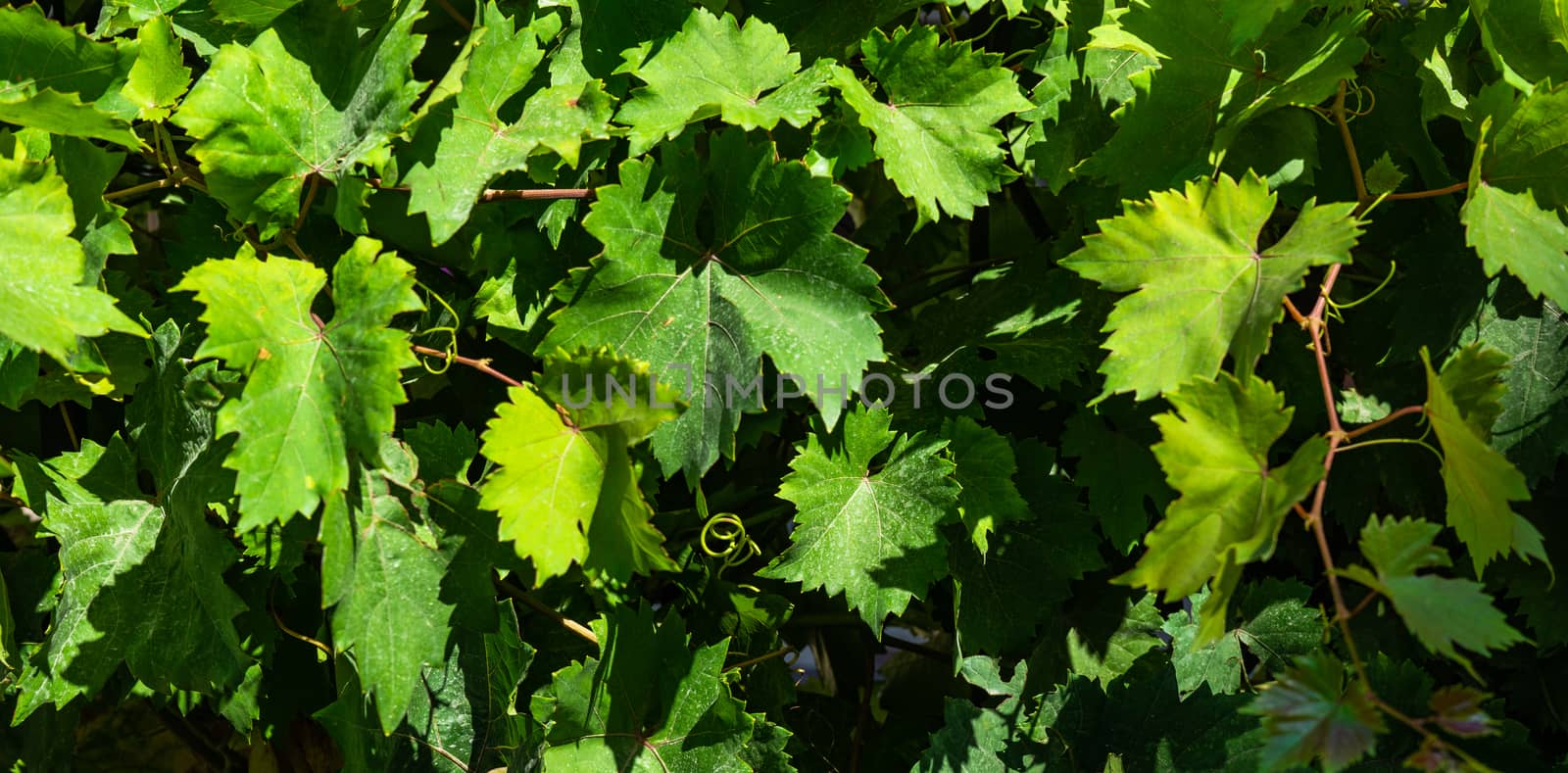 Green leaves of grape plant by Elet
