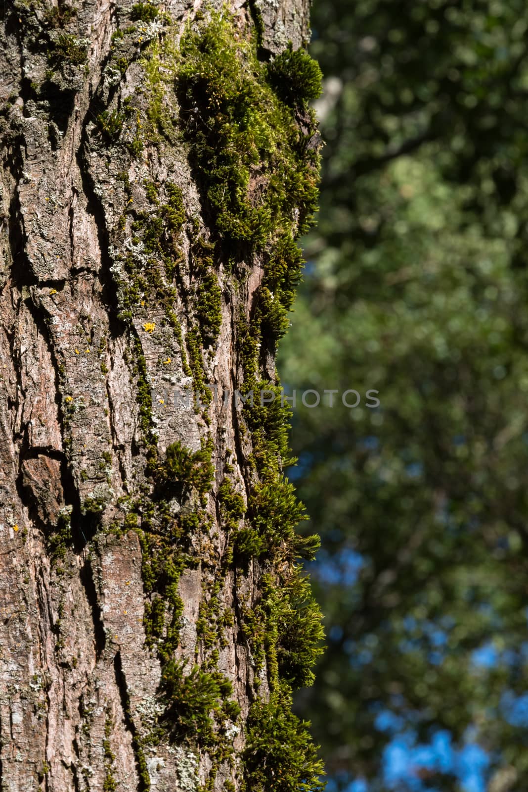 Green moss on the old tree's bark. Russian forest