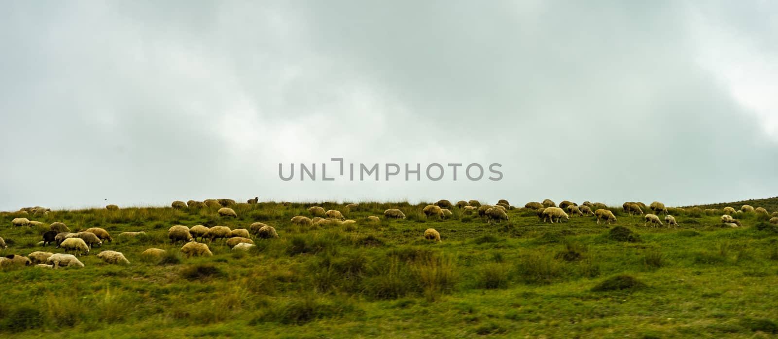 Rural road with sheeps  in Caucasus mountains in Georgia