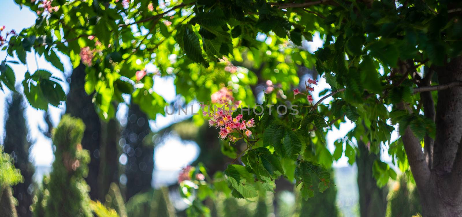 Pink flowers of chesnut tree in a spring time garden