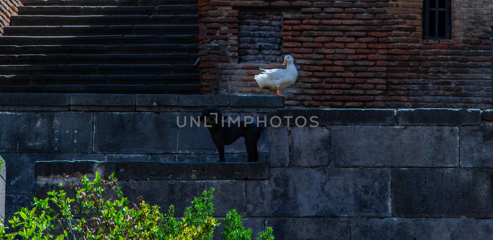 28 May 2019, TBILISI, GEORGIA: The symbol of Betlemi stair street in Old Town goose Vasil watching around