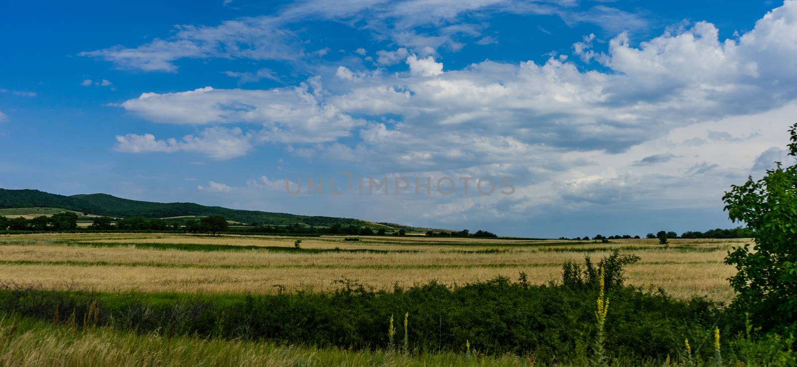 Famous vineyards in Kakheri area, summer time in Georgia