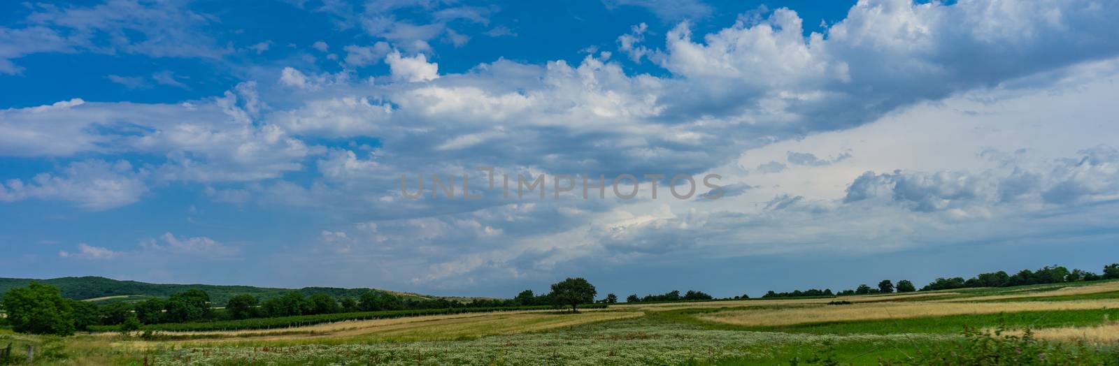 Famous vineyards in Kakheri area, summer time in Georgia