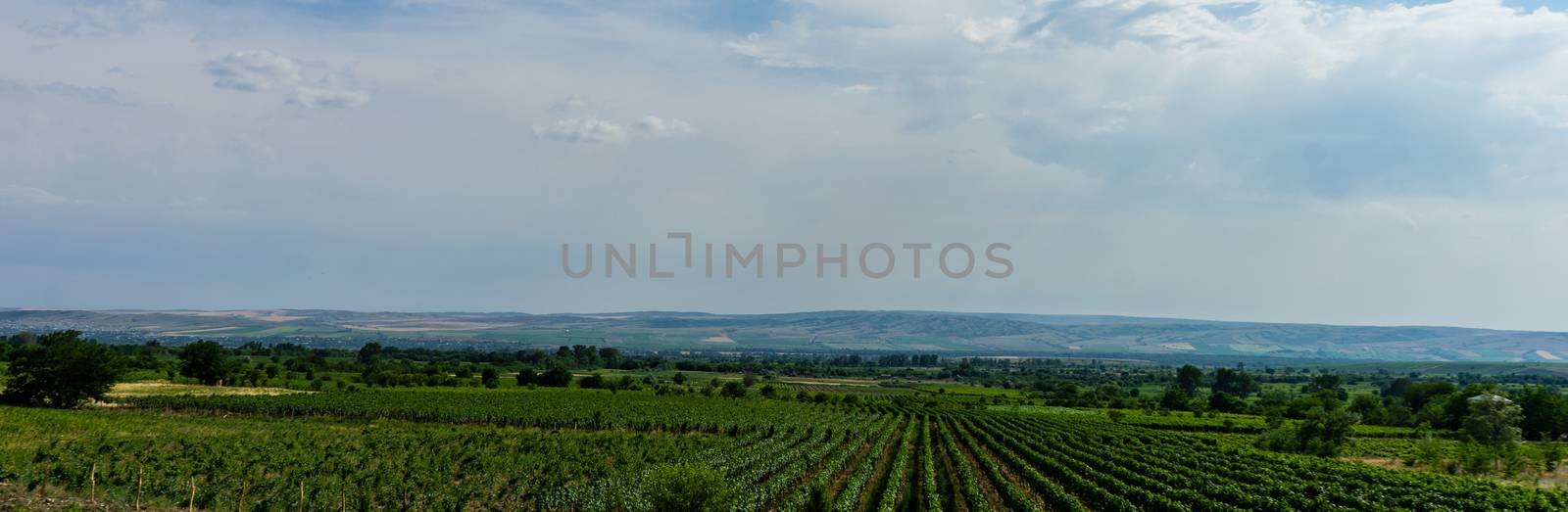Famous vineyards in Kakheri area, summer time in Georgia