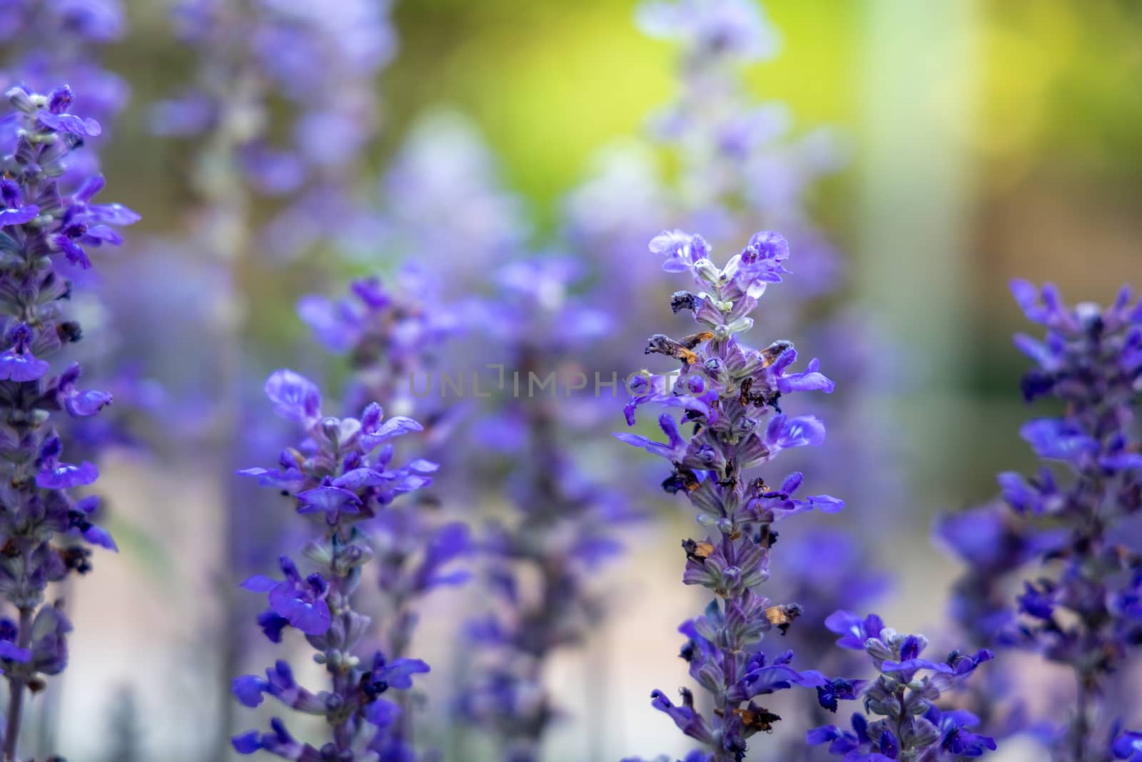 The background image of the colorful flowers, background nature