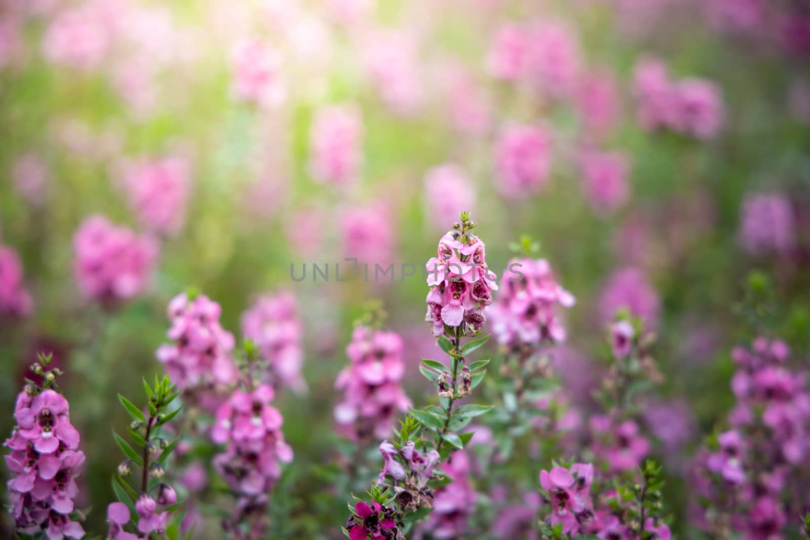 The background image of the colorful flowers, background nature