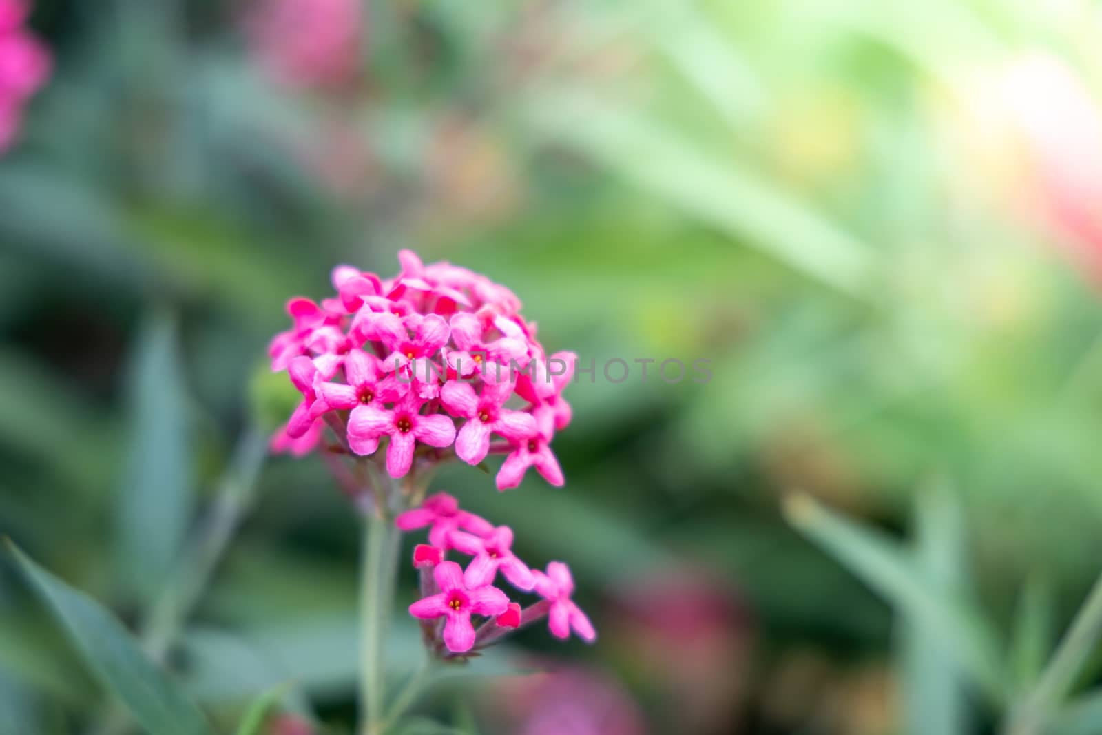 The background image of the colorful flowers, background nature