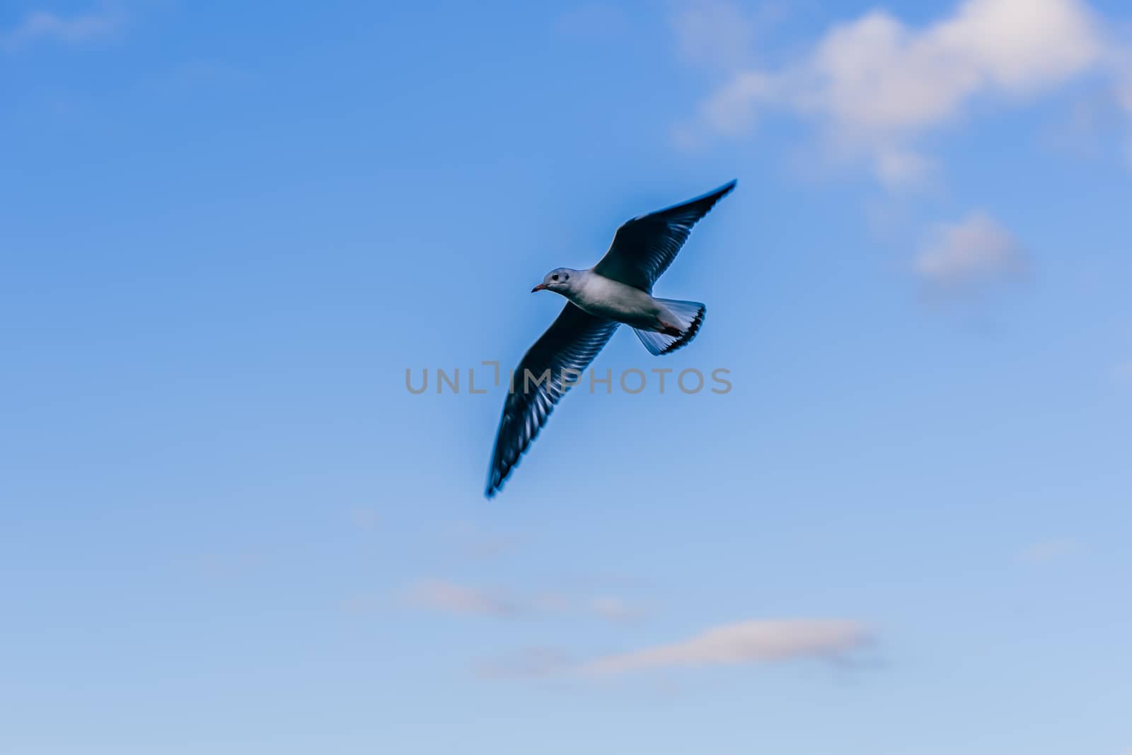 Seagull in flight against sunset sky with clouds