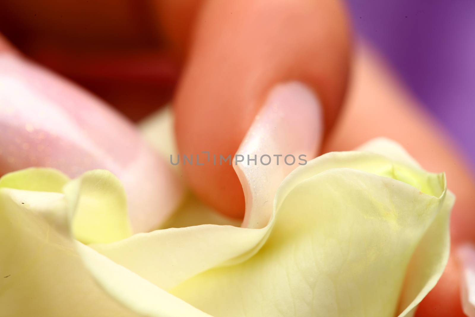 wellness themes close up with yellow flowers