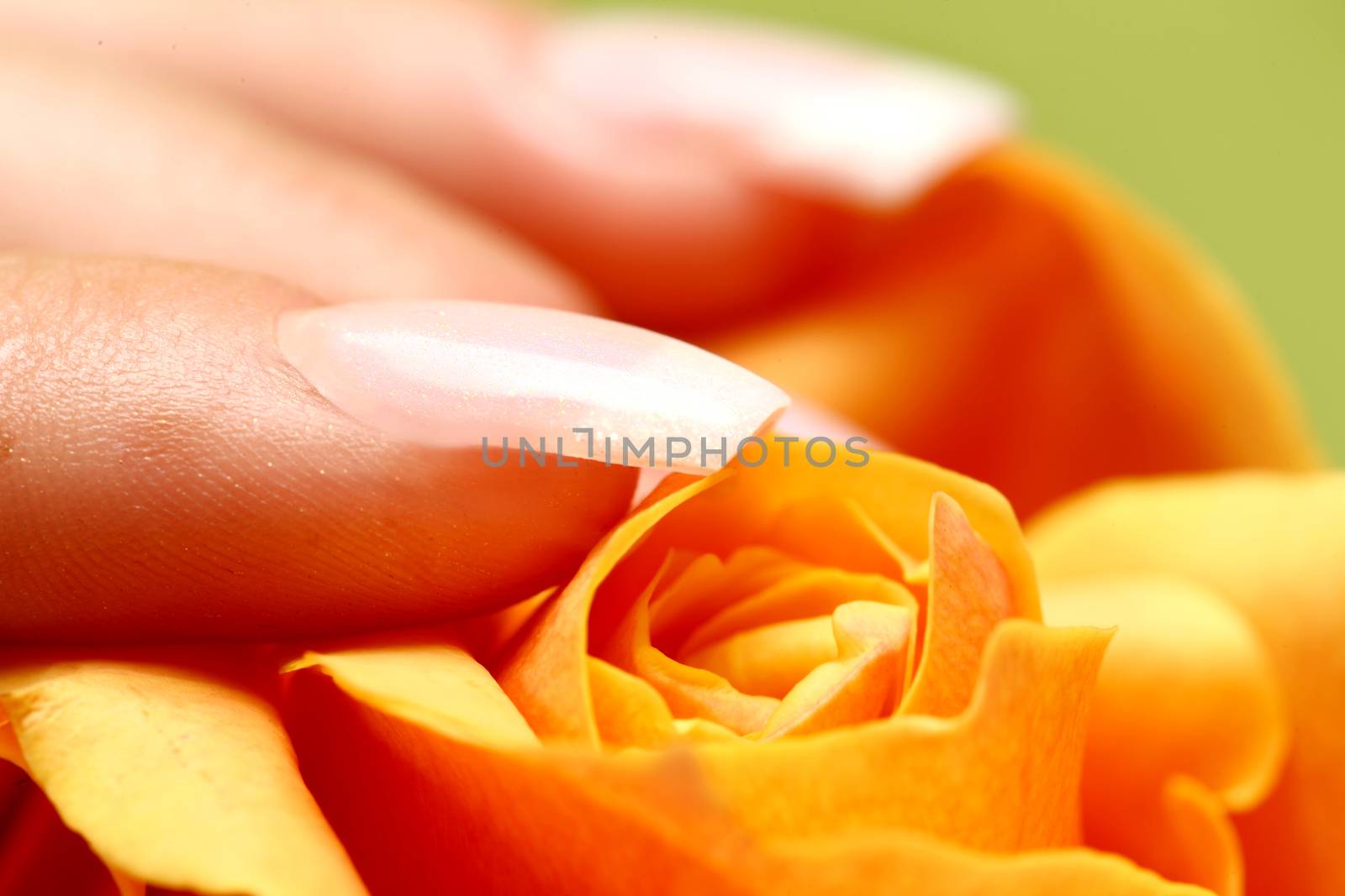 wellness themes close up with orange flowers