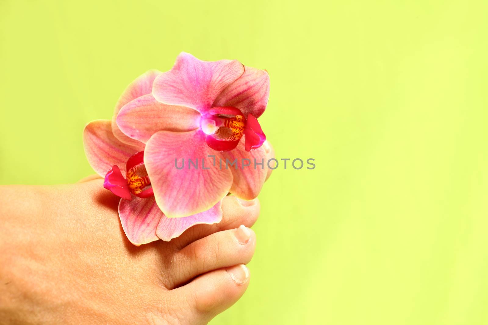 wellness themes close up with flowers with green background