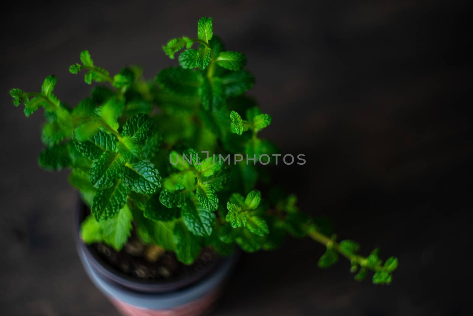 Fresh moroccan mint plant by Elet