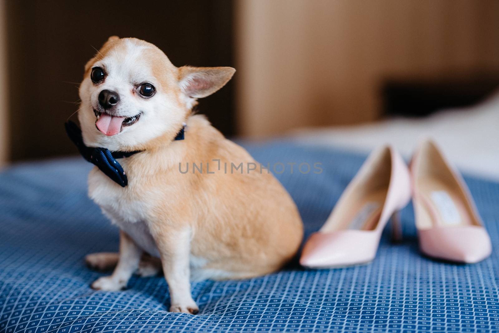 Chihuahua dog with butterfly by Andreua