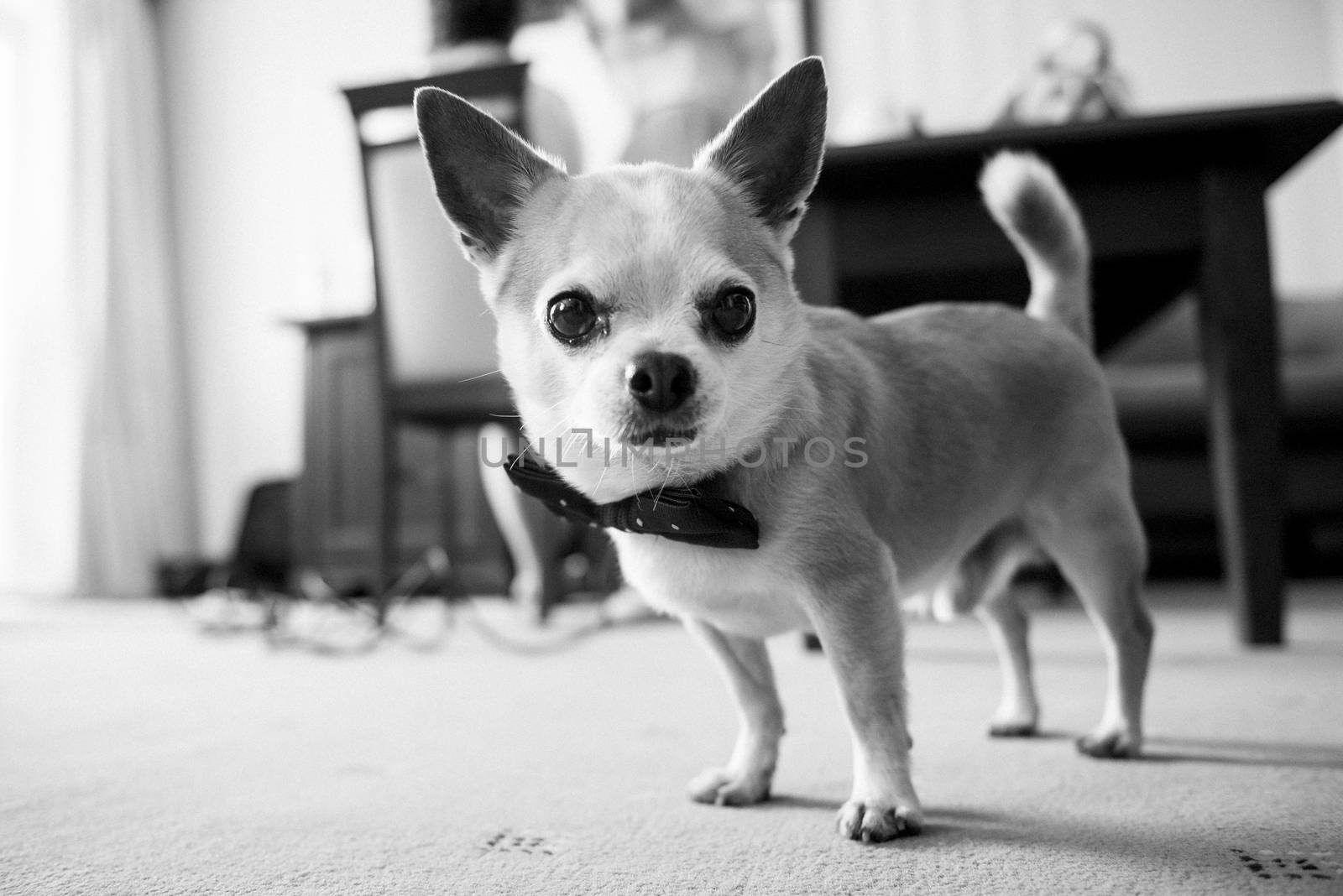 Chihuahua dog with butterfly by Andreua