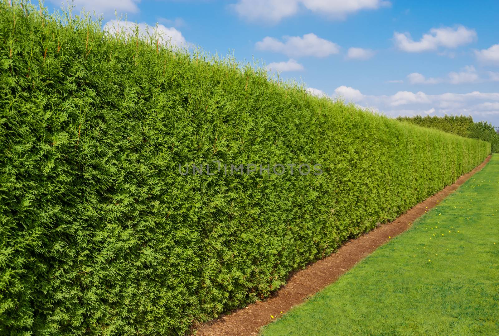 Green long hedge with a lawn on blue sky background