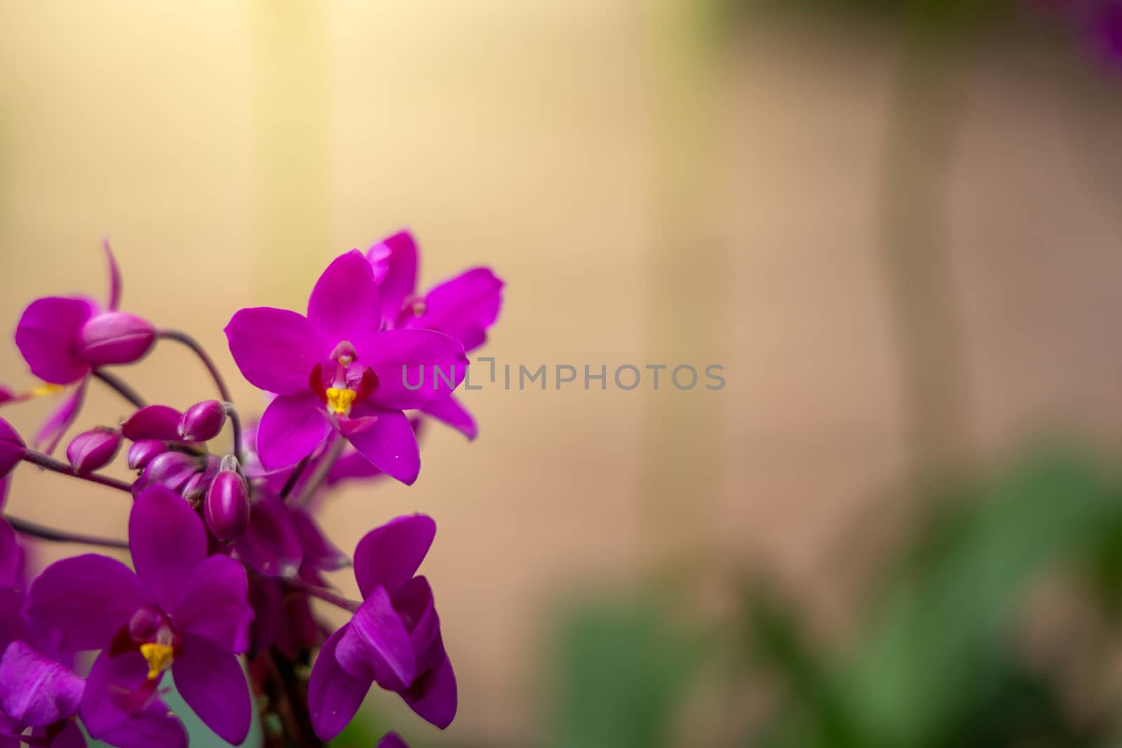 Beautiful blooming orchids in forest, On the bright sunshine