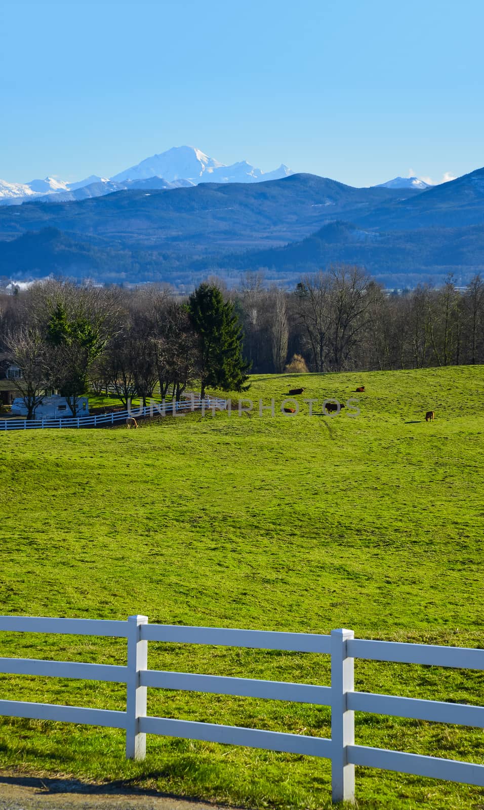 Winter season on cattle farm in a valley. Cattle farm field behind the fence by Imagenet