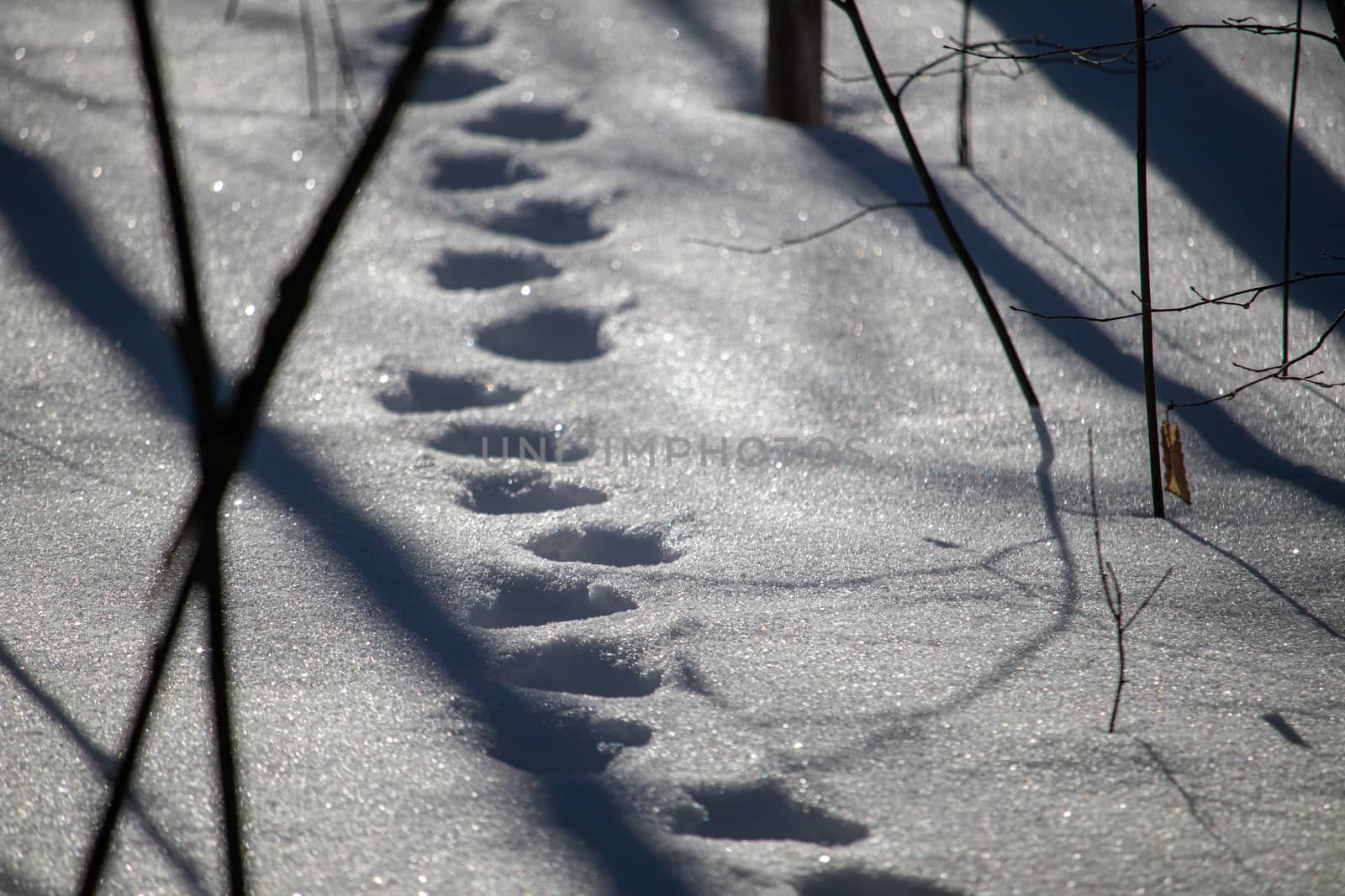In a forest, a line of animal tracks are seen in deep snow. The surface of the snow is reflecting sunlight and shows shadows of the surrounding forest, through which the footprints lead.
